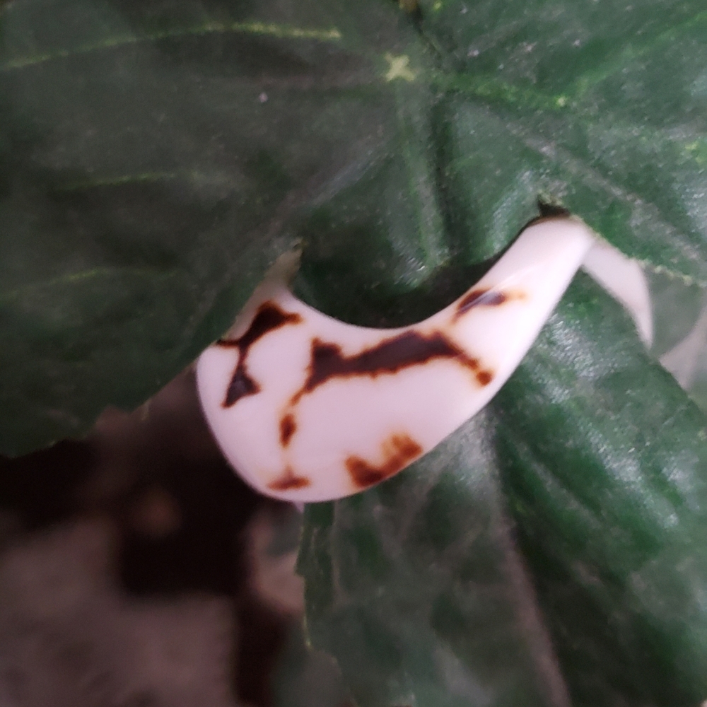 Two Statement Rings - image 7